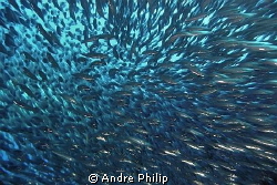 contraflow - in a baitball of sardines by Andre Philip 